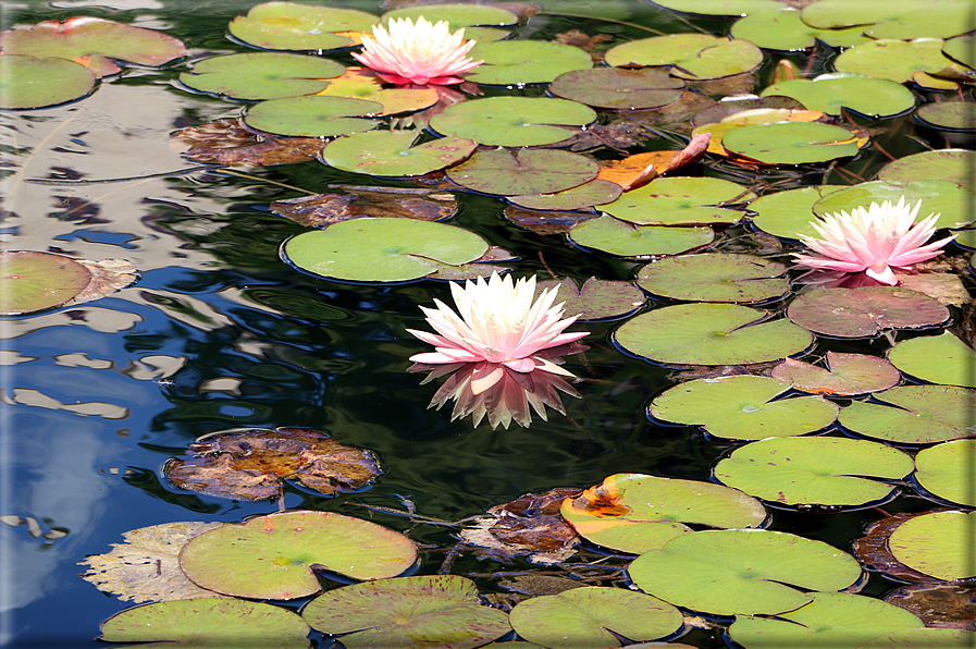 foto Giardini Trauttmansdorff - Giardini acquatici